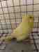 Budgerigar