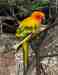 Conure