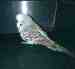 Budgerigar