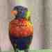 Lory / Lorikeet