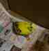 Budgerigar