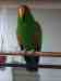 Eclectus