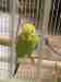 Budgerigar