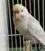 Budgerigar