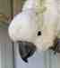 Cockatoo