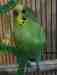 Parakeet