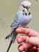 Budgerigar