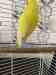 Budgerigar