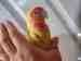 Lovebird