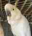 Cockatoo