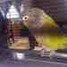 Conure