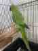 Indian Ringneck Parakeet