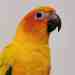 Conure