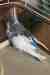 Budgerigar