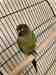 Conure