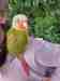 Conure