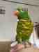 Lory / Lorikeet