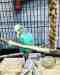 Budgerigar