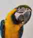 Macaw