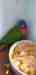 Lory / Lorikeet