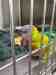 Lory / Lorikeet