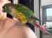 Conure