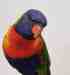 Lory / Lorikeet