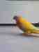 Lory / Lorikeet
