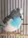 Budgerigar