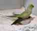 Indian Ringneck Parakeet