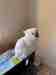 Cockatoo