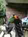 Conure