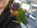 Lory / Lorikeet