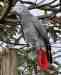 African Grey