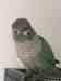 Conure