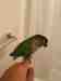 Conure