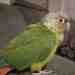 Conure