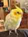 Cockatiel