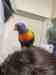 Lory / Lorikeet