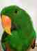Eclectus