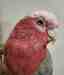 Galah Cockatoo