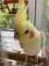 Cockatiel