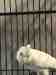 Corella Cockatoo