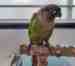 Conure