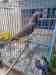 African Grey