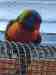 Lory / Lorikeet