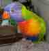 Lory / Lorikeet