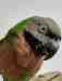 Mustached / Moustached Parakeet