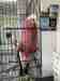 Galah Cockatoo