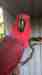 Eclectus